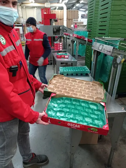A la station de conditionnement de la coopérative Kiwifruits de France, à Labatut (Landes), on a commencé à tester les alvéoles en papier pour les pla