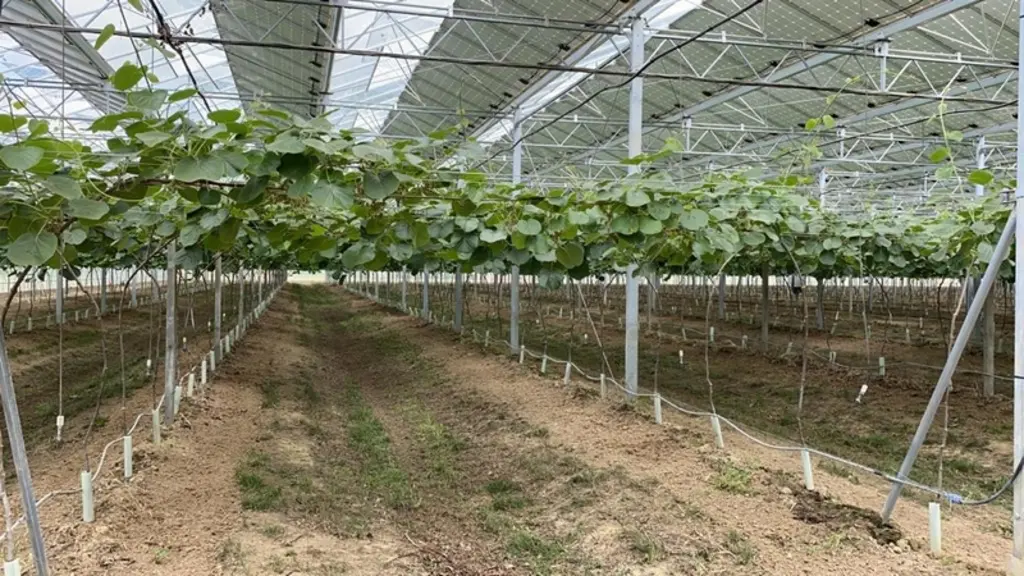 Le kiwi rouge est testé sous serre photovoltaïque, un modèle adéquat pour cette variété mais inadapté sur le vert et en test chez Cancel Fruits pour l