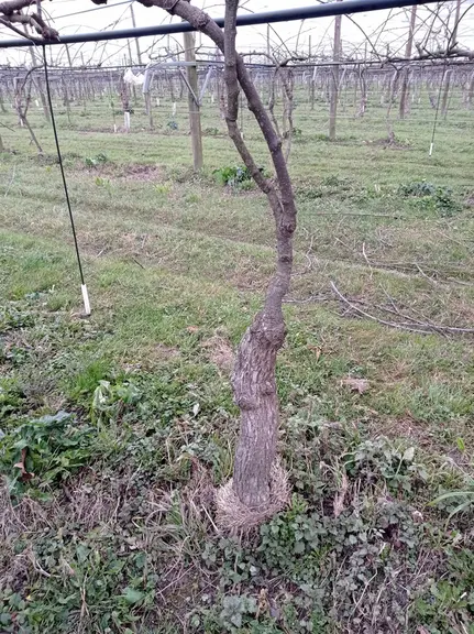 A la Scaap Kiwifruits de France, les variétés jaunes ont été développées à la base avec des plants-mères mais en raison du risque face aux sols chloro