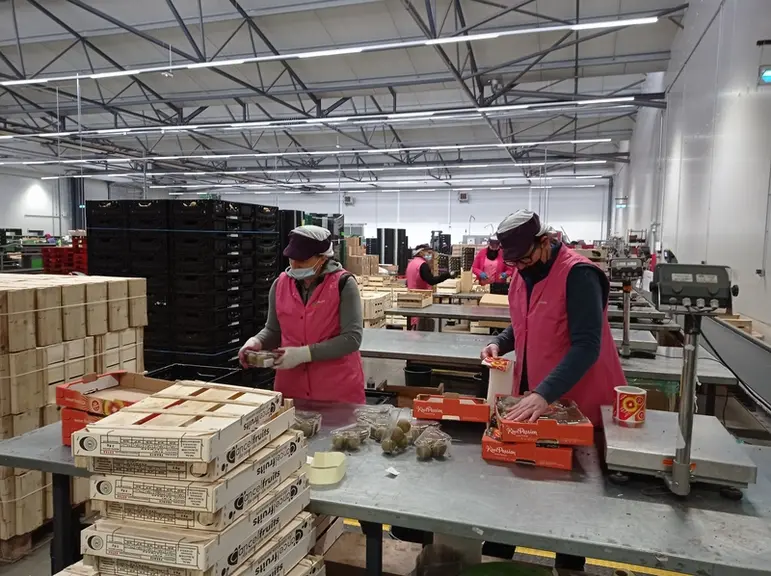 Les opérateurs français se saisissent du kiwi rouge