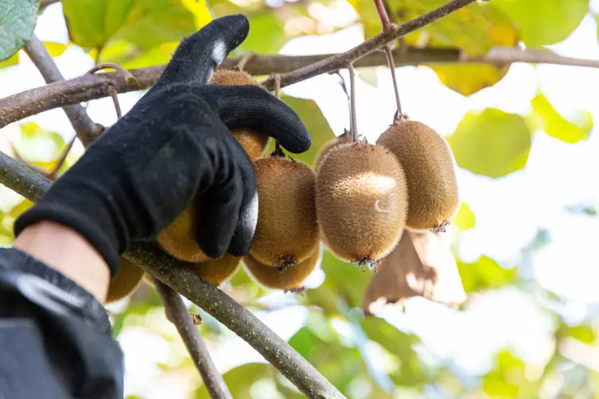 La consommation du kiwi est dynamique mais la production française est, elle, insuffisante.