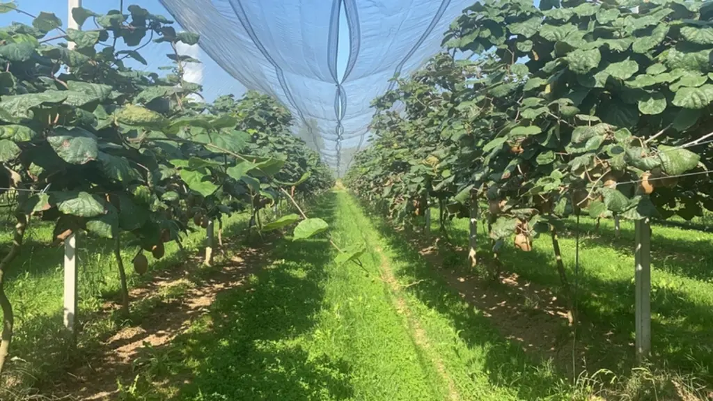 Cancel Fruits va planter 8ha de vergers de kiwis verts dont 5 ha en bio, à Meauzac (Tarn-et-Garonne)