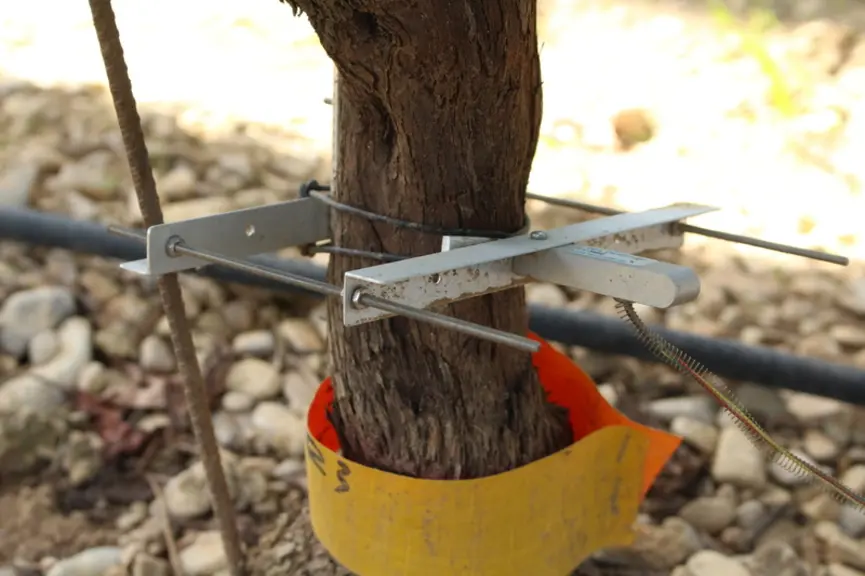 Les capteurs pour suivre le flux de sève dans le tronc permettent de limiter l’irrigation toute en optimisant la qualité de fruit.