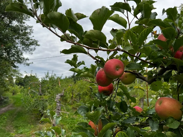 Grâce à l'extension des frigos, les pommes des vergers de Fruits du Campredon sont stockés pour être vendues directement au magasin de la ferme.