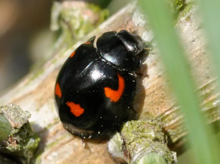 Exochomus quadripustulatus