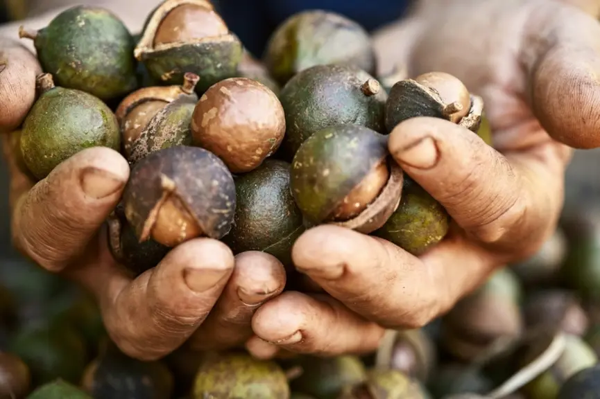 La noix de macadamia est consommée par les peuples aborigènes depuis plus de 5 000 ans.