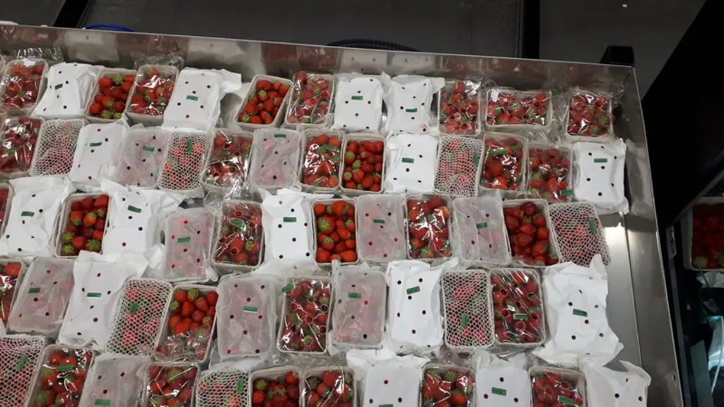 De nombreux films de différents niveaux d’opacités et perforations sont encore en test au CTIFL.