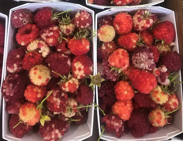 Les décolorations des drupéoles dues aux piqûres d'acariens sont réparties tout autour du fruit, contrairement aux symptômes de coup de soleil.