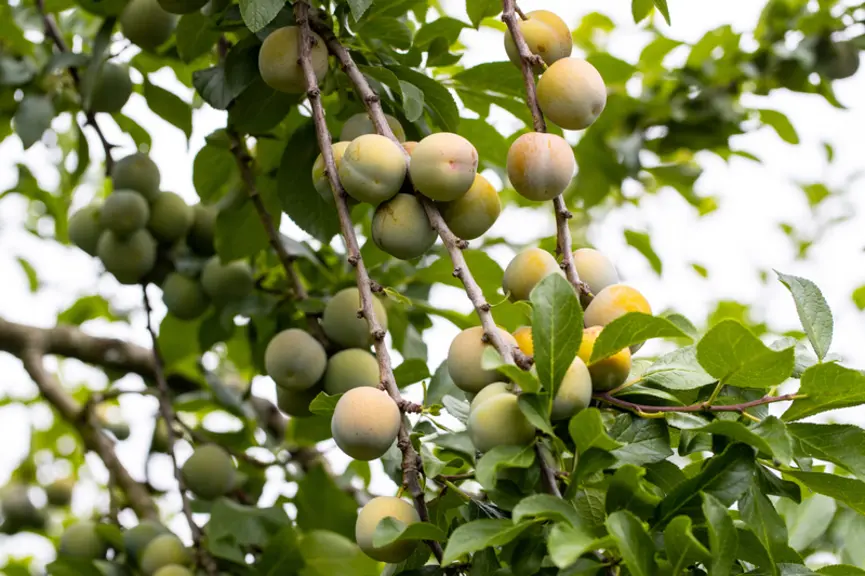 Vergers Cancel aura donc aussi des volumes accrus de reines-claudes dorées label Rouge, de prunes jaunes TC Sun, de mirabelles, de prunes d’ente et de