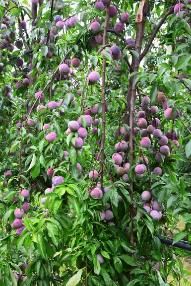 Cette année, la récolte sera bonne contrairement aux deux dernières années où la production de prunes avait été impactée par le gel.