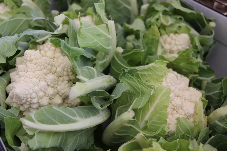 Chou romanesco blanc de Prince de Bretagne Véronique Bargain