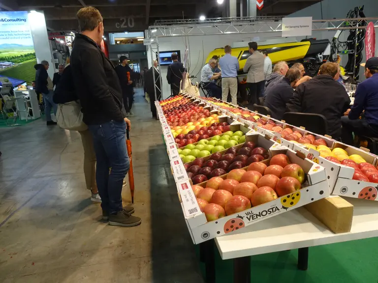 visiteur devant étal de pommes dans un salon