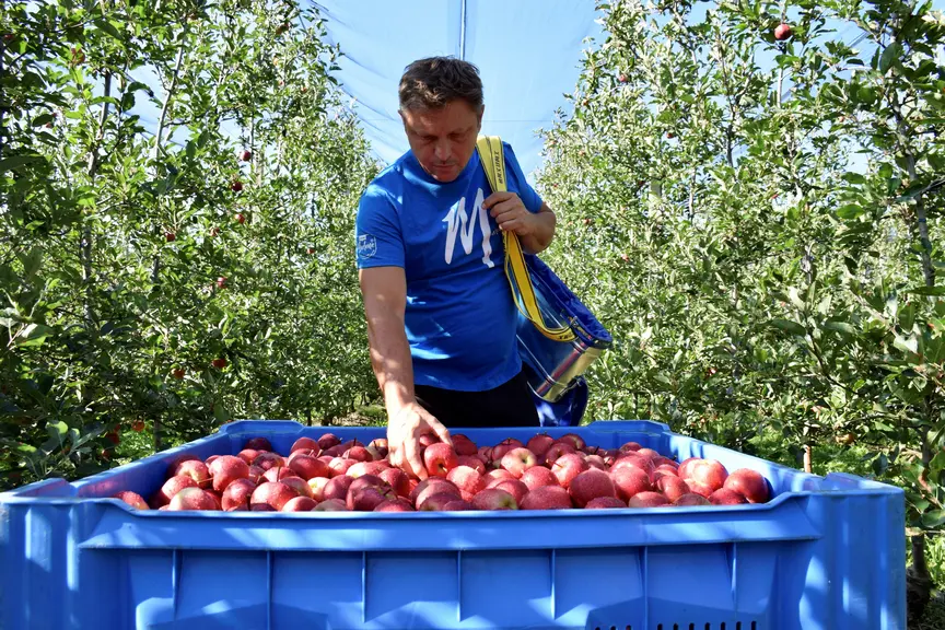 recolte pomme rouges dans vergers 