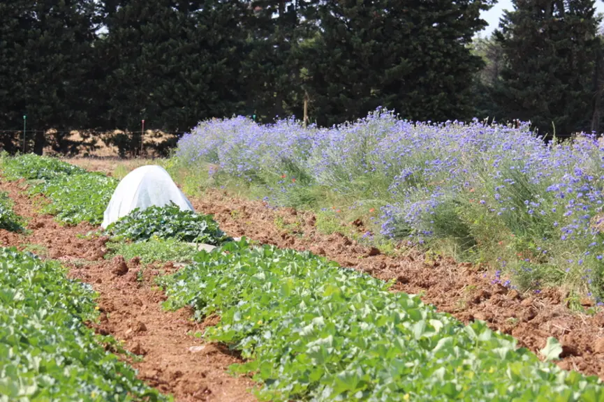 L’insertion après la culture d’été d’un sorgho est déjà pratiquée par certains producteurs. © Grab