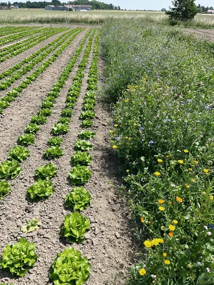 Une bande fleurie diversifiée a été mise en place à proximité ou au sein de la planche de laitues.