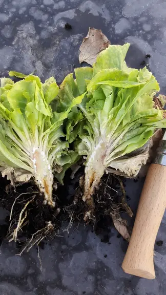 Une fois à l'intérieur de la racine, le mycélium atteint les vaisseaux du xylème et le champignon progresse verticalement dans le xylème.