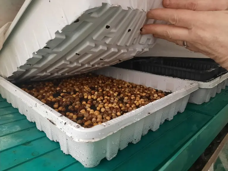Les graines restent deux à trois jours en germination, dans le noir, à 18 °C.