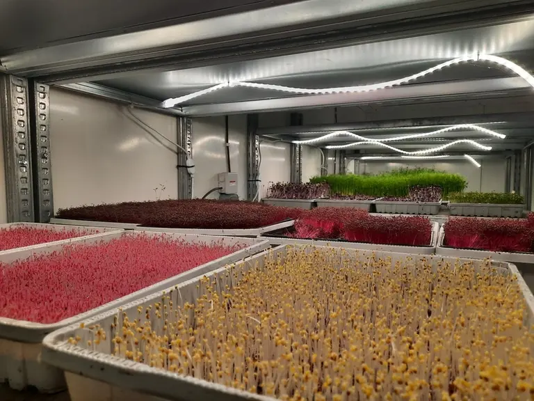 Bourrache, tournesol, capucine, sont autant de micropousses disponibles à « la micro pousse du bout d’haut ».