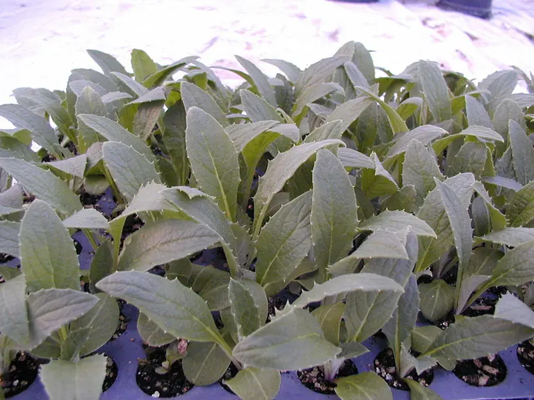 Les plants sont élevés à 16-18°C pour une plantation idéalement début mai.