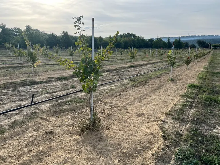 Placés tous les 75 centimètres, les goutteurs sont préconisés sur un jeune verger de pistachier, pour distribuer 1 à 1,6 litre par heure.