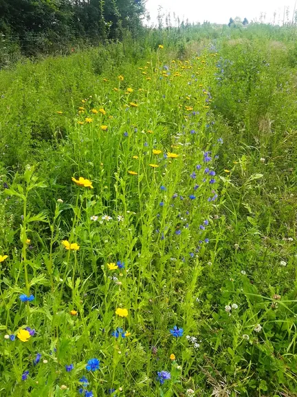 La diversité floristique au travers du semis d’espèces fleuries est un élément qui peut participer à un enrichissement utile du milieu.