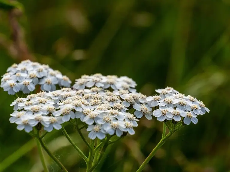 L’achillée millefeuille donne de très bons résultats comme plante-banque pour les ennemis naturels des pucerons.