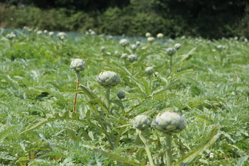 La Bretagne assure 60-65 % de la production française d’artichaut.