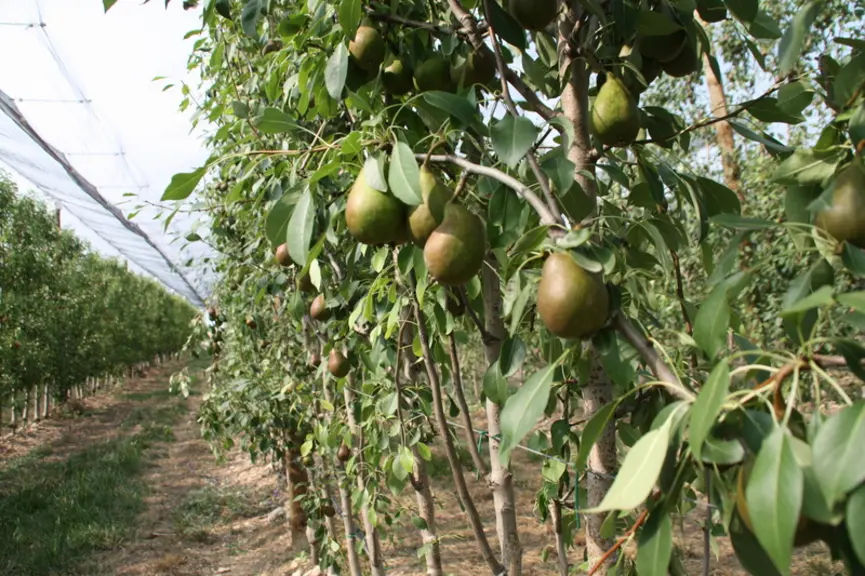 L'arboriculture est envisagée de manière intensive avec des vergers plantés à haute densité.