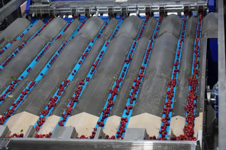 Dix lignes permettent d’acheminer aux caméras les cerises déjà séparées et de plus de 22 mm, pour une vision de la colorimétrie et de la taille.