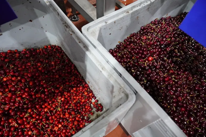 La nouvelle calibreuse permet d’écarter les cerises trop foncées ou trop claires afin de leur donner une seconde vie en les valorisant.