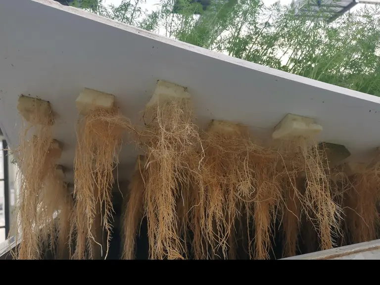 Les plaques mobiles de salades sont constamment réapprovisionnées.