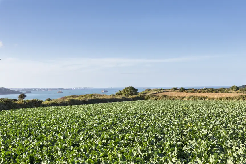 paysage champ bord de mer très emblématique de la production maraîchère bretonne