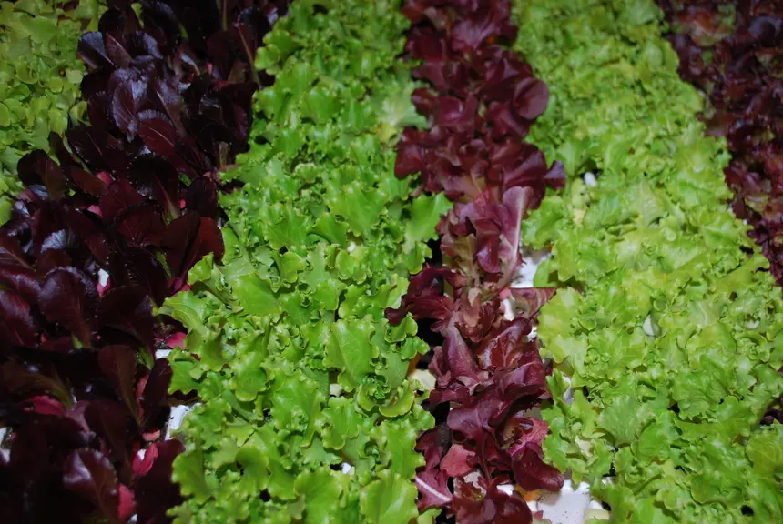 Salades sur Fruit Attraction 2017