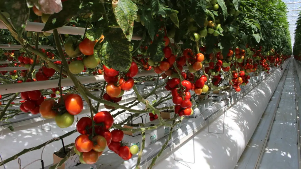 La conduite économe en énergie a tendance à augmenter le poids moyen de fruits et à réduire leur  nombre.