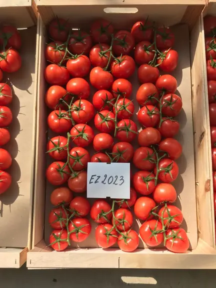 Tomate grappe : six nouvelles variétés pour le Sud-Est