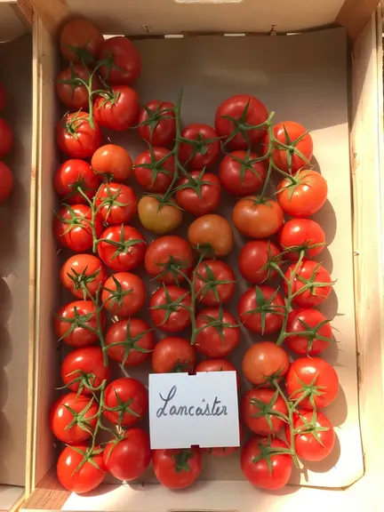 Tomate grappe : six nouvelles variétés pour le Sud-Est