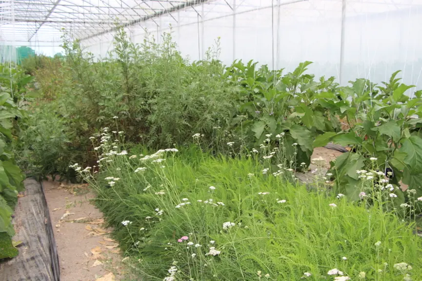 Peut-on produire sans pesticides ?