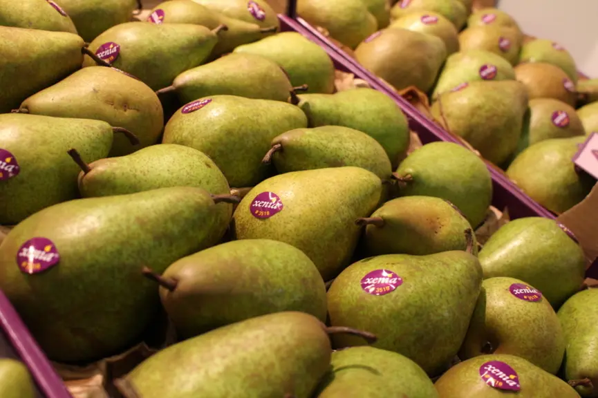 La variété Xenia est la variété club de poire la plus plantée en Europe.