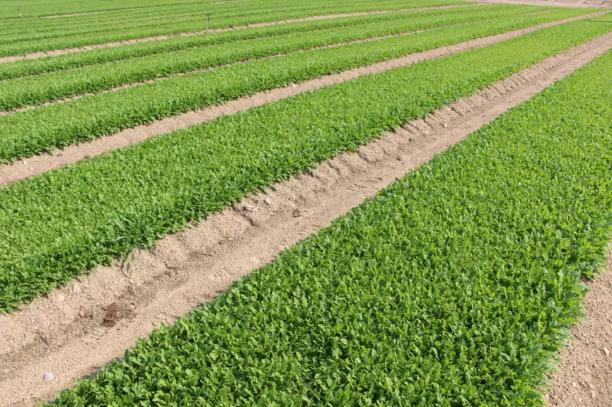 La roquette présente de nombreux avantages agronomiques.