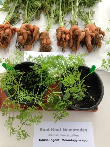 La présence de nématodes entraîne des baisse de rendement très significatives, pouvant aller jusqu’à la perte totale de la parcelle.