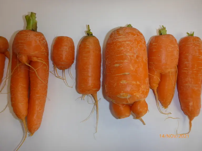 Carotte : face aux nématodes, quelles alternatives de protection ?