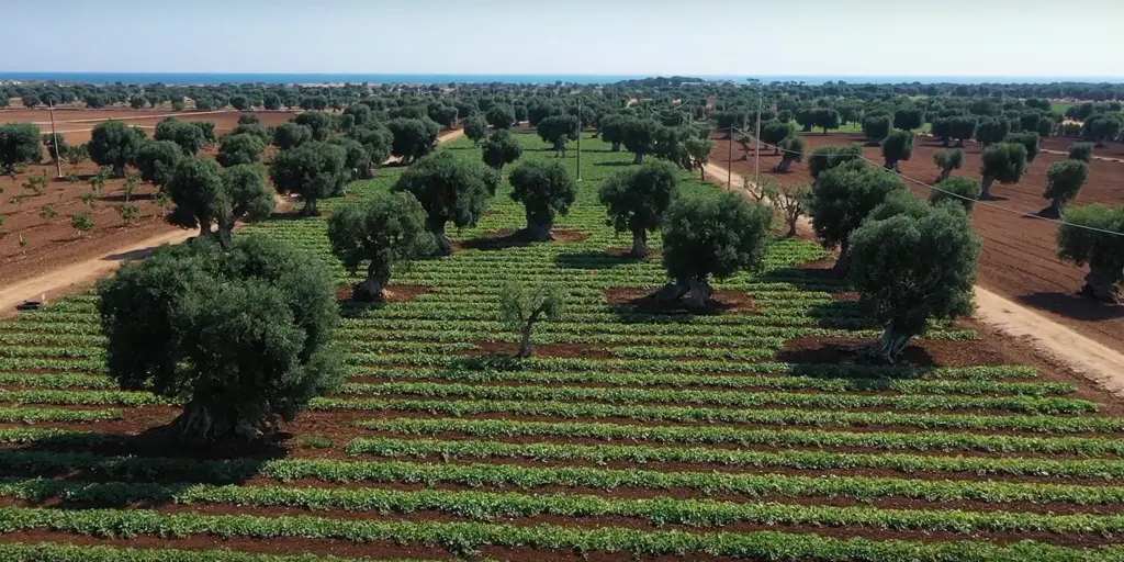 Plantations de barattiere au milieu des oliviers.