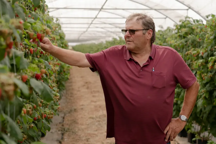 « Nous nous sommes lancés dans les framboises en 2011, cultivées entièrement sous tunnel », se souvient Peter Fehmel.