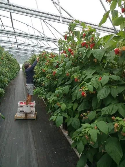 À Sicoly, le marché des petits fruits rouges est en augmentation depuis trois ans. La coopérative mobilise ses adhérents.
