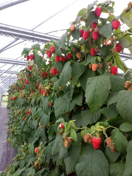 Petits fruits rouges : Sicoly veut répondre à la demande en framboises et myrtilles