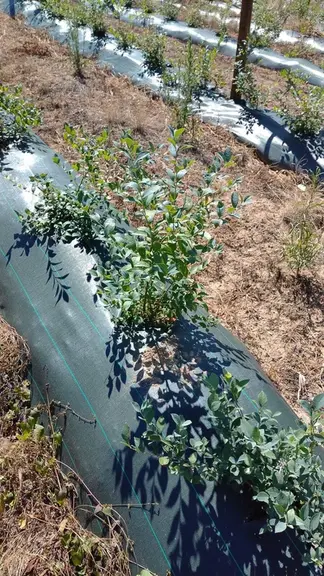 Pour certains agriculteurs, la culture de petits fruits comme la myrtille représente une véritable voie de diversification.