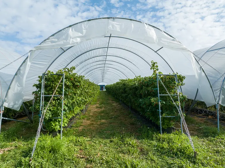 Les tunnels légers, peu chers et modulables, apportent de la flexibilité.