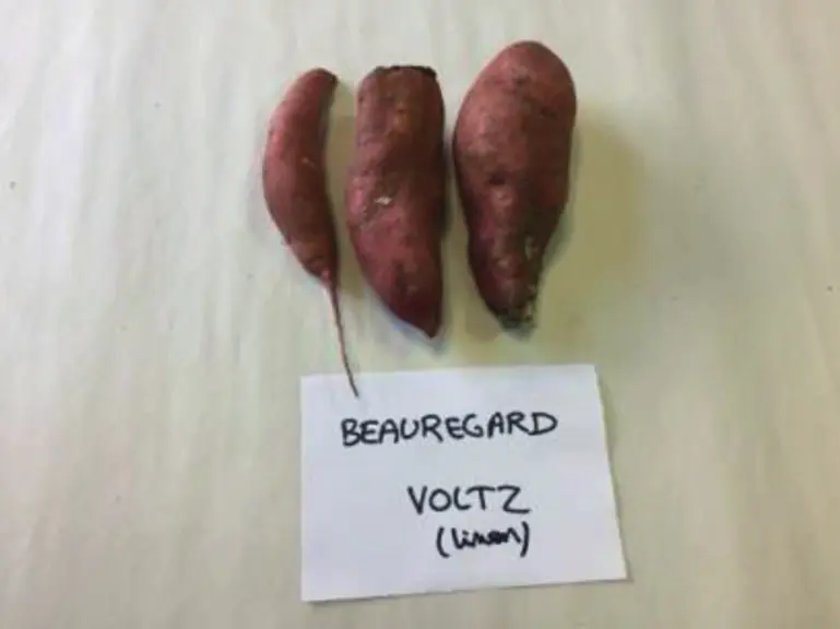 Tubercules produits en sol sableux (en haut) et en sol limoneux (en bas). Essais de la Chambre d’agriculture d’Île-de-France.