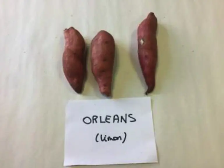 Tubercules produits en sol sableux (en haut) et en sol limoneux (en bas). Essais de la Chambre d’agriculture d’Île-de-France.