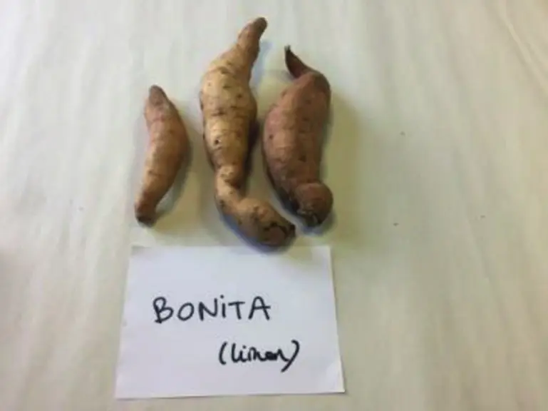 Tubercules produits en sol sableux (en haut) et en sol limoneux (en bas). Essais de la Chambre d’agriculture d’Île-de-France.